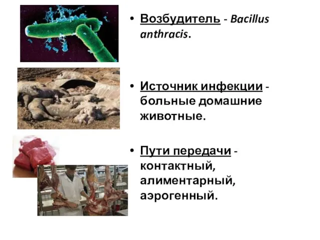 Возбудитель - Bacillus anthracis. Источник инфекции - больные домашние животные. Пути передачи - контактный, алиментарный, аэрогенный.