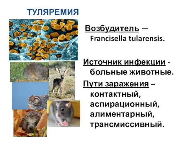 ТУЛЯРЕМИЯ Возбудитель — Francisella tularensis. Источник инфекции - больные животные. Пути