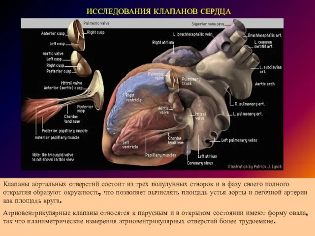 ИССЛЕДОВАНИЯ КЛАПАНОВ СЕРДЦА Клапаны аортальных отверстий состоит из трех полулунных створок