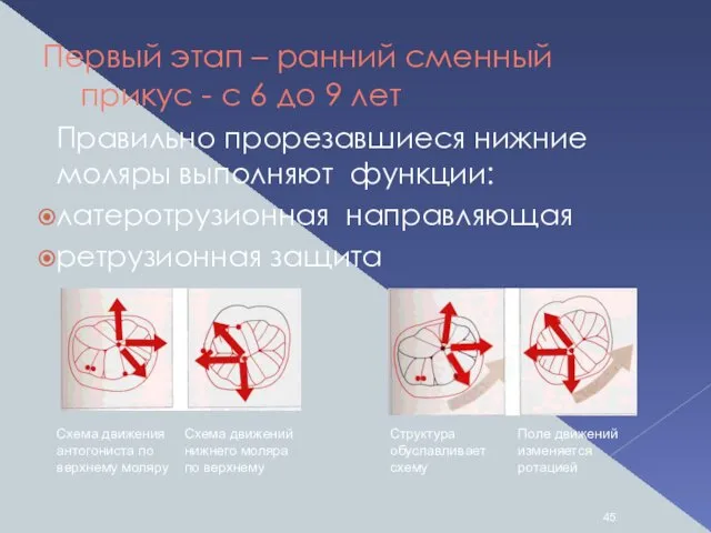 Первый этап – ранний сменный прикус - с 6 до 9