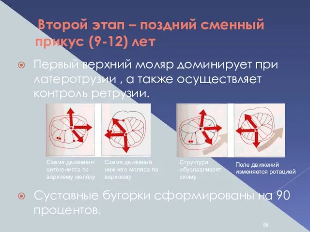 Второй этап – поздний сменный прикус (9-12) лет Первый верхний моляр