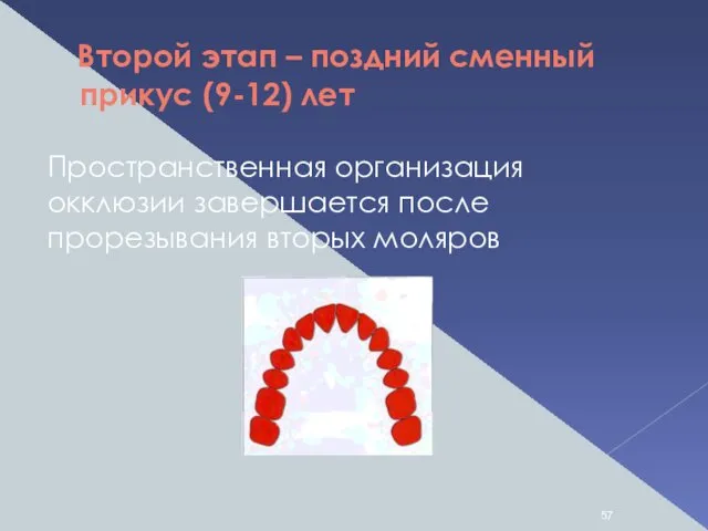 Второй этап – поздний сменный прикус (9-12) лет Пространственная организация окклюзии завершается после прорезывания вторых моляров