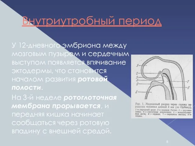 Внутриутробный период У 12-дневного эмбриона между мозговым пузырем и сердечным выступом