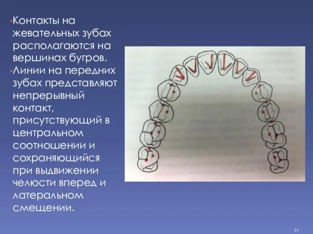 Контакты на жевательных зубах располагаются на вершинах бугров. Линии на передних