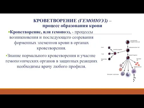 Кроветворение, или гемопоэз, - процессы возникновения и последующего созревания форменных элементов