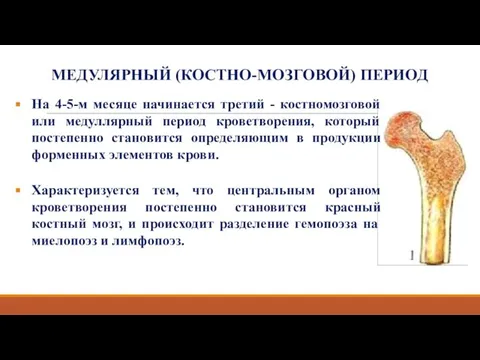 МЕДУЛЯРНЫЙ (КОСТНО-МОЗГОВОЙ) ПЕРИОД На 4-5-м месяце начинается третий - костномозговой или