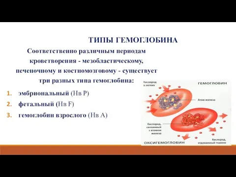 ТИПЫ ГЕМОГЛОБИНА Соответственно различным периодам кроветворения - мезобластическому, печеночному и костномозговому