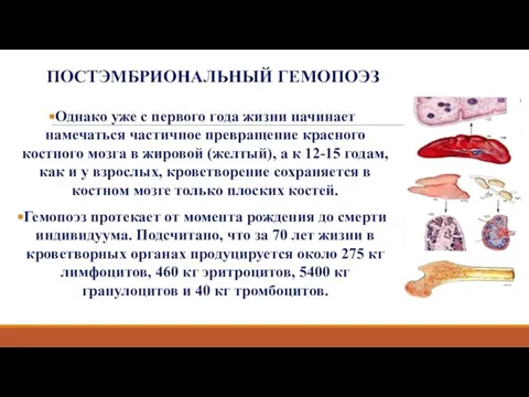 ПОСТЭМБРИОНАЛЬНЫЙ ГЕМОПОЭЗ Однако уже с первого года жизни начинает намечаться частичное