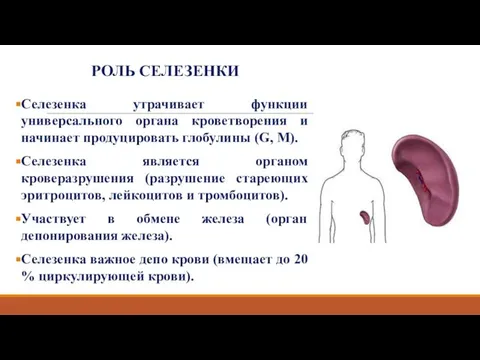 РОЛЬ СЕЛЕЗЕНКИ Селезенка утрачивает функции универсального органа кроветворения и начинает продуцировать