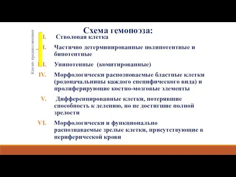 Схема гемопоэза: Клетки- предшественники Стволовая клетка Частично детерминированные полипотентные и бипотентные