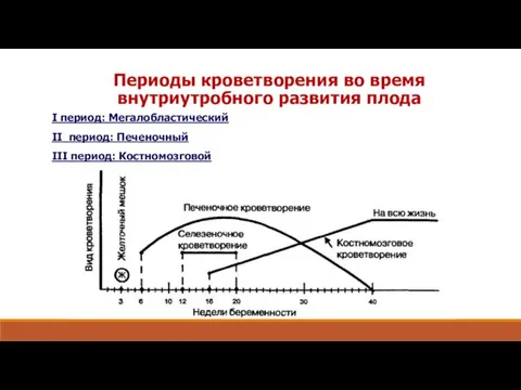 Периоды кроветворения во время внутриутробного развития плода I период: Мегалобластический II период: Печеночный III период: Костномозговой