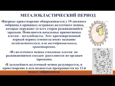 МЕГАЛОБЛАСТИЧЕСКИЙ ПЕРИОД Впервые кроветворение обнаруживается у 19-дневного эмбриона в кровяных островках