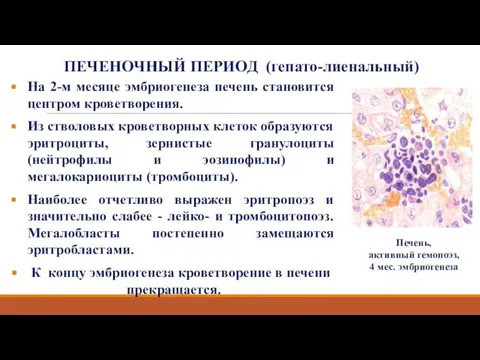 ПЕЧЕНОЧНЫЙ ПЕРИОД (гепато-лиенальный) На 2-м месяце эмбриогенеза печень становится центром кроветворения.