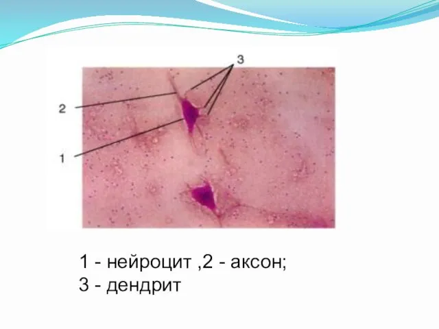 1 - нейроцит ,2 - аксон; 3 - дендрит