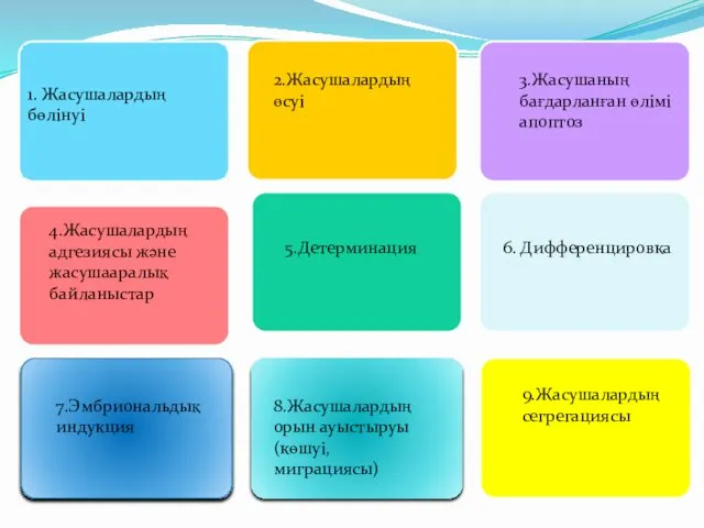 1. Жасушалардың бөлінуі 2.Жасушалардың өсуі 3.Жасушаның бағдарланған өлімі апоптоз 4.Жасушалардың адгезиясы