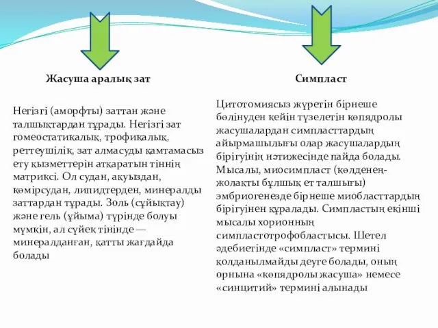 Негізгі (аморфты) заттан және талшықтардан тұрады. Негізгі зат гомеостатикалық, трофикалық, реттеушілік,