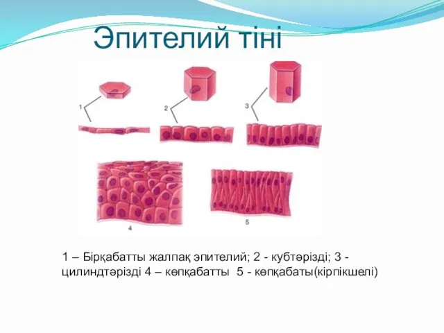 Эпителий тіні 1 – Бірқабатты жалпақ эпителий; 2 - кубтәрізді; 3