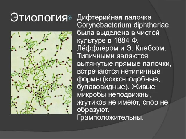 Этиология Дифтерийная палочка Corynebacterium diphtheriae была выделена в чистой культуре в