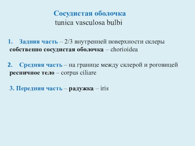 Сосудистая оболочка tunica vasculosa bulbi Задняя часть – 2/3 внутренней поверхности