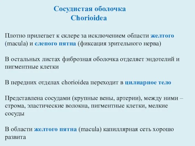 Сосудистая оболочка Сhorioidea Плотно прилегает к склере за исключением области желтого