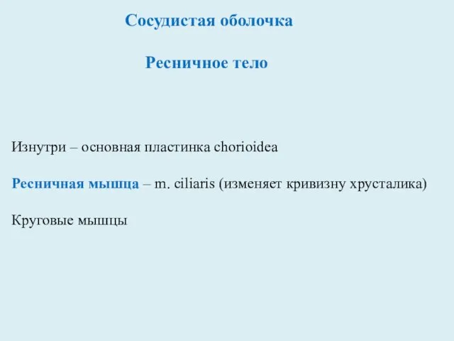 Сосудистая оболочка Ресничное тело Изнутри – основная пластинка chorioidea Ресничная мышца