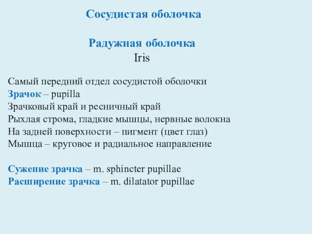 Сосудистая оболочка Радужная оболочка Iris Самый передний отдел сосудистой оболочки Зрачок