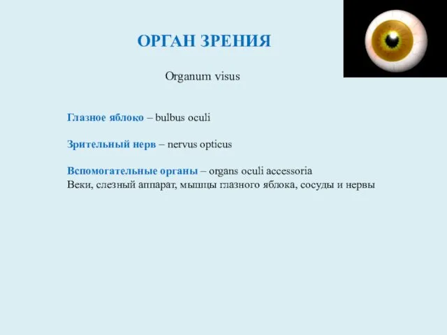 ОРГАН ЗРЕНИЯ Оrganum visus Глазное яблоко – bulbus oculi Зрительный нерв