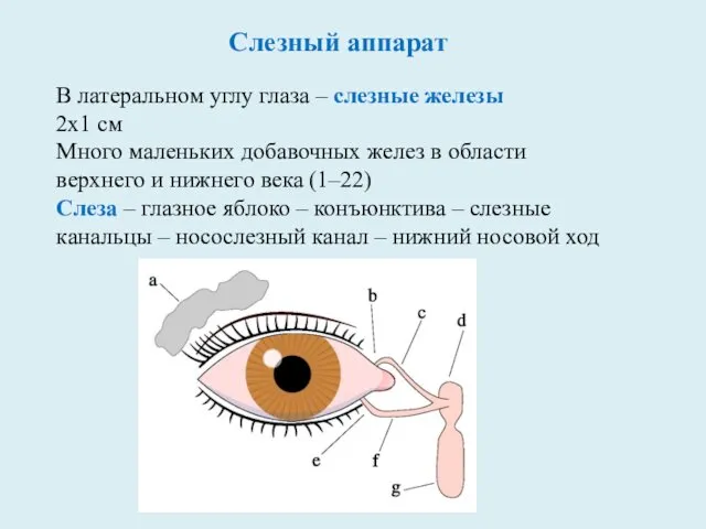 Слезный аппарат В латеральном углу глаза – слезные железы 2х1 см