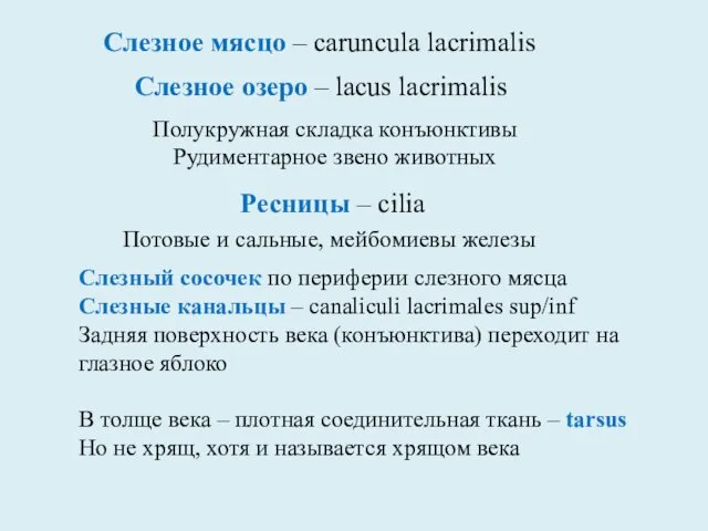 Слезное мясцо – caruncula lacrimalis Слезное озеро – lacus lacrimalis Потовые