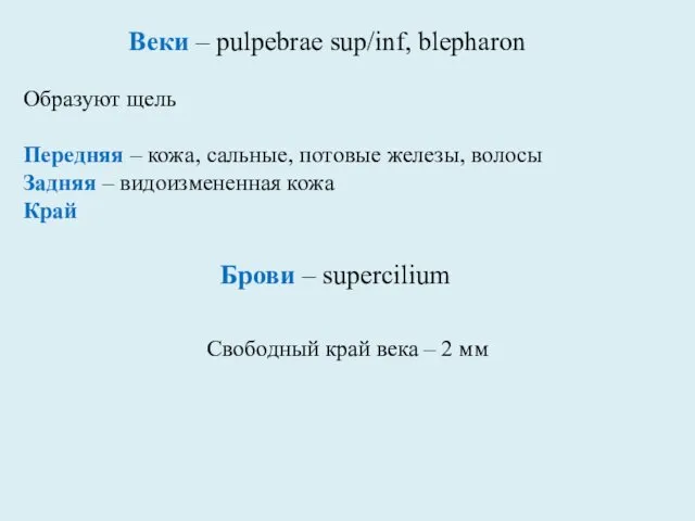 Веки – pulpebrae sup/inf, blepharon Образуют щель Передняя – кожа, сальные,