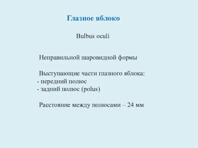 Глазное яблоко Bulbus oculi Неправильной шаровидной формы Выступающие части глазного яблока: