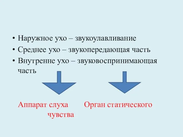 Наружное ухо – звукоулавливание Среднее ухо – звукопередающая часть Внутренне ухо