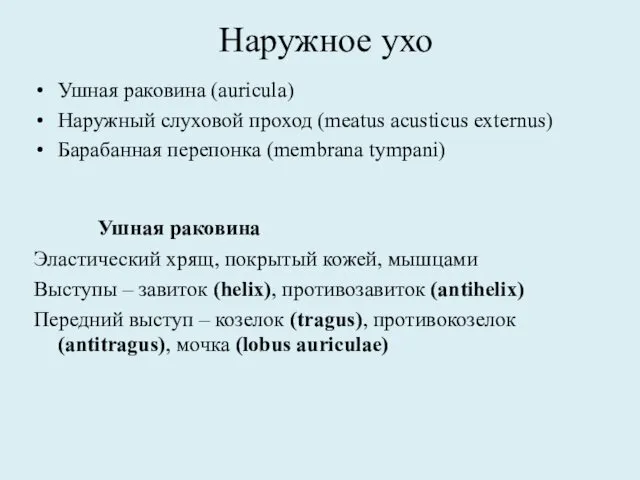 Наружное ухо Ушная раковина (auricula) Наружный слуховой проход (meatus acusticus externus)