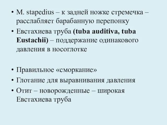 M. stapedius – к задней ножке стремечка – расслабляет барабанную перепонку