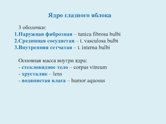 3 оболочки: Наружная фиброзная – tunica fibrosa bulbi Срединная сосудистая –