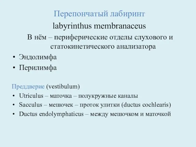 Перепончатый лабиринт labyrinthus membranaceus В нём – периферические отделы слухового и