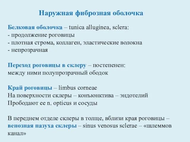 Наружная фиброзная оболочка Белковая оболочка – tunica alluginea, sclera: - продолжение