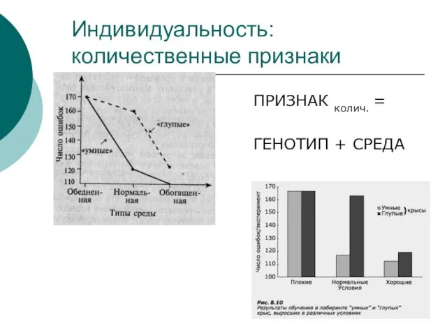 Индивидуальность: количественные признаки ПРИЗНАК колич. = ГЕНОТИП + СРЕДА