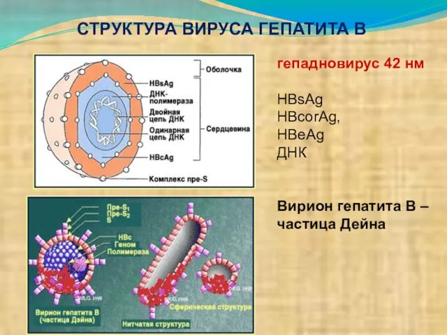 гепадновирус 42 нм HBsAg HBcorAg, HBeAg ДНК Вирион гепатита В –