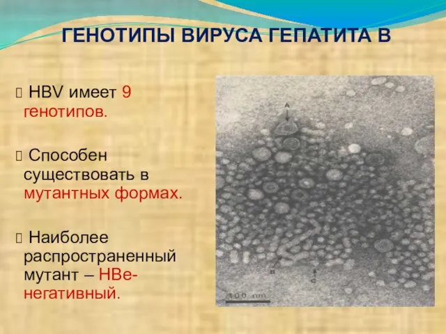 HBV имеет 9 генотипов. Способен существовать в мутантных формах. Наиболее распространенный