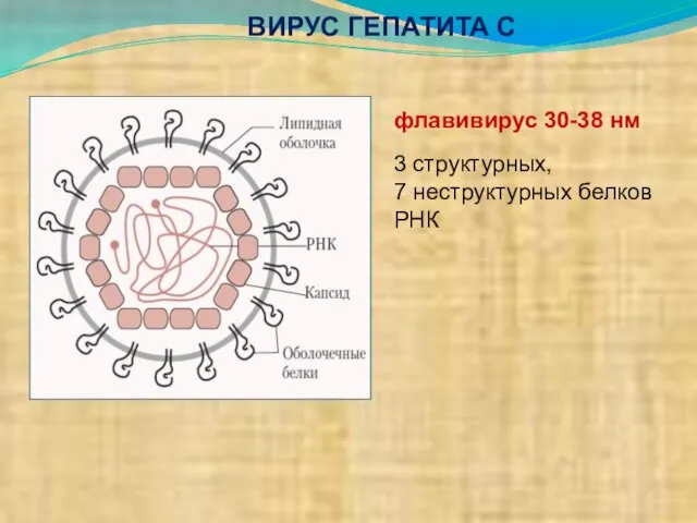 ВИРУС ГЕПАТИТА С флавивирус 30-38 нм 3 структурных, 7 неструктурных белков РНК