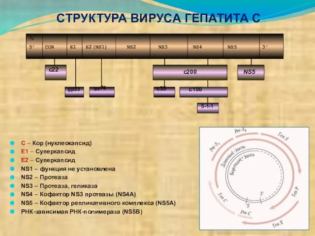 СТРУКТУРА ВИРУСА ГЕПАТИТА С С – Кор (нуклеокапсид) Е1 – Суперкапсид