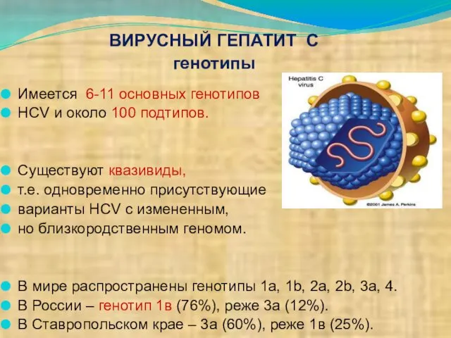 Имеется 6-11 основных генотипов HCV и около 100 подтипов. Существуют квазивиды,