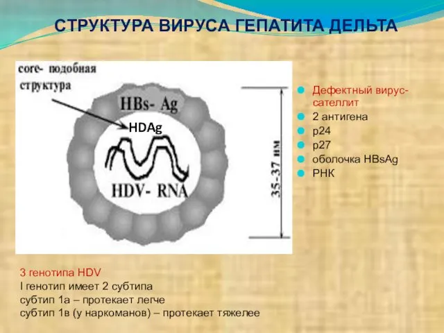 СТРУКТУРА ВИРУСА ГЕПАТИТА ДЕЛЬТА 3 генотипа HDV I генотип имеет 2