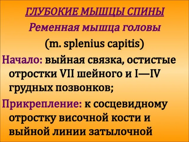 ГЛУБОКИЕ МЫШЦЫ СПИНЫ Ременная мышца головы (m. splenius capitis) Начало: выйная