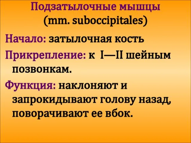 Подзатылочные мышцы (mm. suboccipitales) Начало: затылочная кость Прикрепление: к I—II шейным