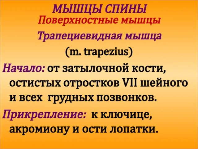 МЫШЦЫ СПИНЫ Поверхностные мышцы Трапециевидная мышца (m. trapezius) Начало: от затылочной