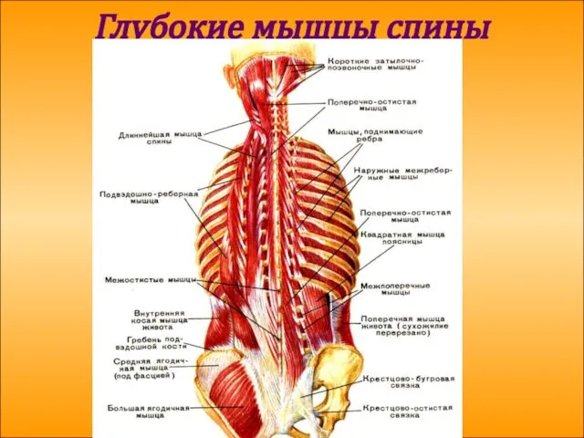 Глубокие мышцы спины