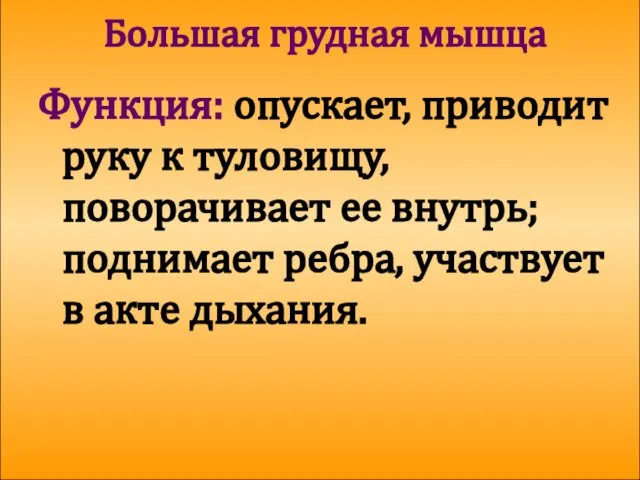 Большая грудная мышца Функция: опускает, приводит руку к туловищу, поворачивает ее