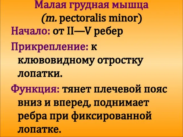 Малая грудная мышца (m. pectoralis minor) Начало: от II—V ребер Прикрепление: